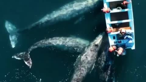 Big whales in ocean