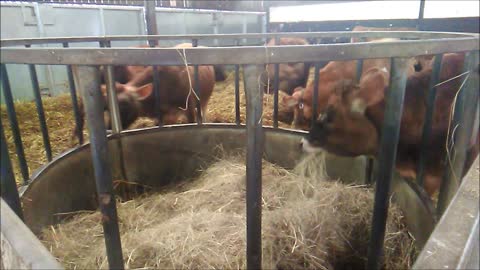 Cows Eating Hay at the Barn