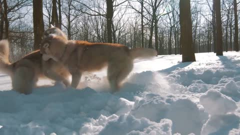 Siberian husky dogs playing and having fun in snow forest