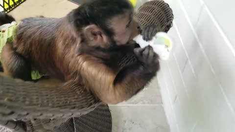 Capuchin Monkey Having Fun Playing With All of His Toys Outdoors