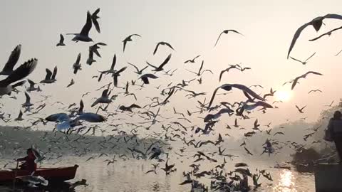 The Eiffel Tower and the Birds