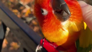 Parrot really enjoying chin scratches