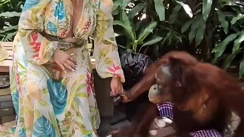 "Playful Orangutan Antics: A Day in the Life of our Primate Pal!"