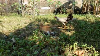 they are best friends - cat and chicken