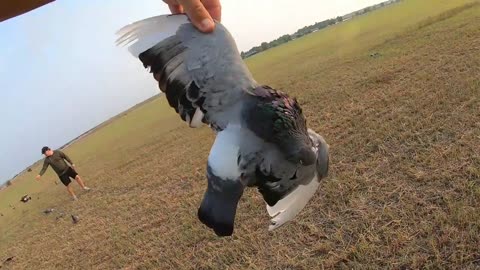 Silenced 12 Gauge Pigeon Hunt We Couldn't Reload Fast Enough