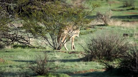 Coyotes in North Phoenix