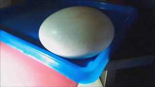 Baby Goose Seen Moving Inside Egg! 😲