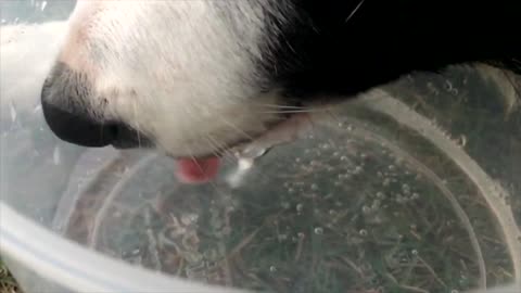 How Dogs Drink Water With Tongue