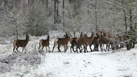 Herd Of Deer Moving To Next Place In Forest
