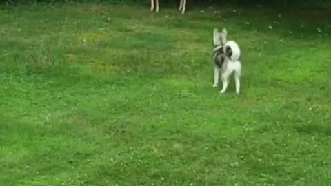 Funny animals /dogs marking new friends #playingtag