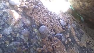 Mariscos e caracóis vivem nas pedras do mar perto da praia [Nature & Animals]