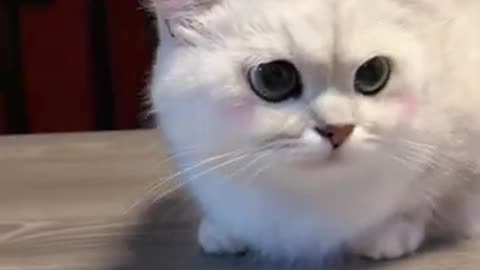 A Whisker-twitching Compilation of Cute Cats That Will Melt Your Heart"