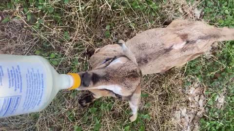 Adorable baby goat wags tail while nursing from a bottle