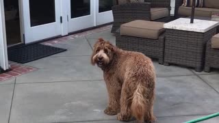 Brown dog chasing and spinning in circles