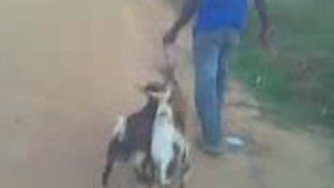A male goat goes wild