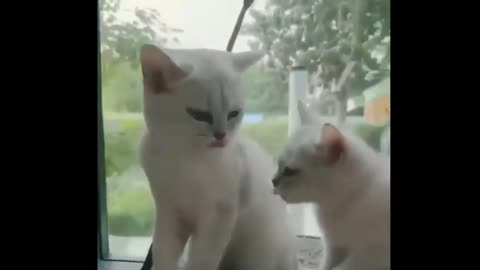 Funny cat, play with you and kiss
