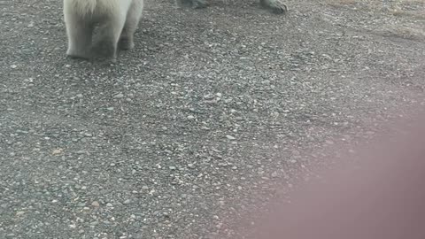 Loose Dog Yaps At Polar Bear Family