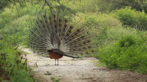Beautiful peacock video | Nature WhatsApp status video | Instagram story