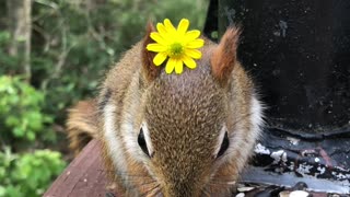 Friendly Baby Red Squirrel Wears Flower