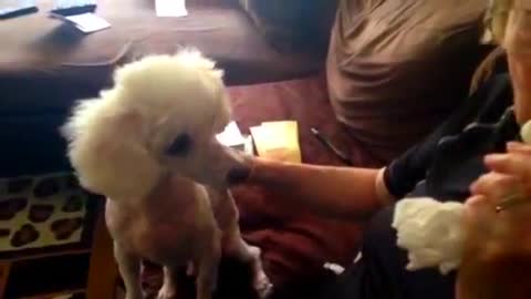 Poodle uses his acting skills to get a taste of ice cream