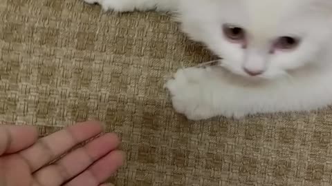 Cute kitty playing