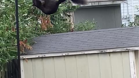 Squirrel Does Some Morning Breakfast Acrobatics