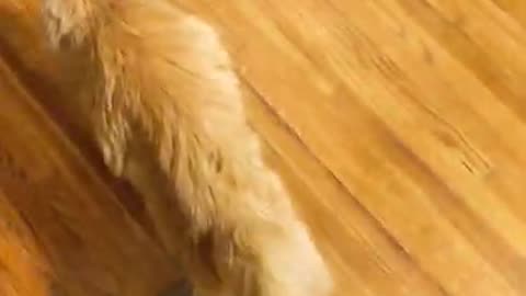 Gravity-Defying Feline Feats: Watch in Awe as Cat Rolls Himself off the Bed!