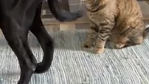 Cat bites dogs butt, dog gets tired of it and moves