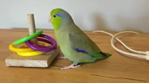 Parrot playing with rings manages to perform circus trick original videos 2021