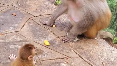 Old monkey hitting someone's little monkey