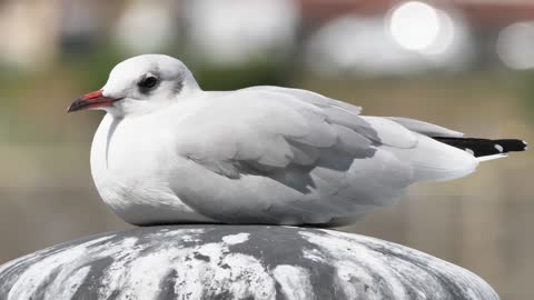 Listen and watch a wonderful video of a very beautiful Gull bird close up