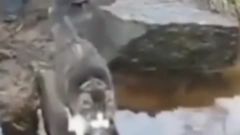 The cat helps poor man to cross the river
