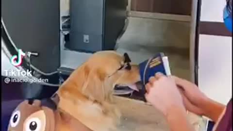 Dog holding passport