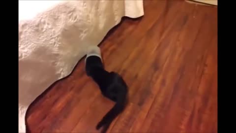 Funny cat goes into a cup!