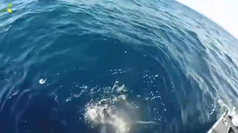 Top 5 Big Fish Caught in The Sea are Recorded By Cameras at Sea