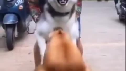 Husky dog ​​barking at another dog in the street in amazement of its owner
