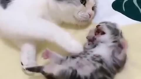 Mummy cat hugs baby kitten having a Nightmare