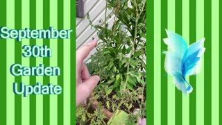 September 30th Garden Update!