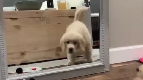 Dog 'shocking reaction' after seeing mirror For first time.