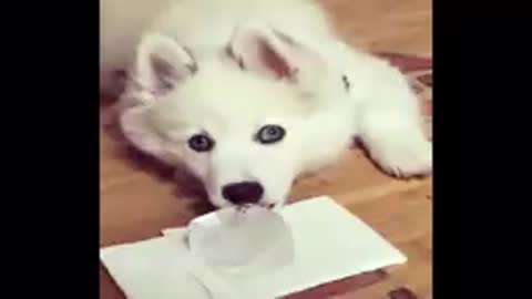 funny husky,husky puppies,husky compilation,