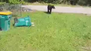 Bears don't care