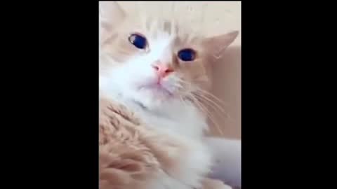 Cat And Kittens Video | Cat Video Cute Compilation | Funny Cat Video Compilation Video Part 19