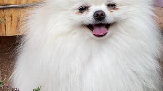 White Pomeranian Puppy happy smiling