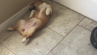 Puppy's Nap Undisturbed by Vacuum