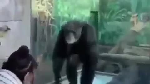 savage monke