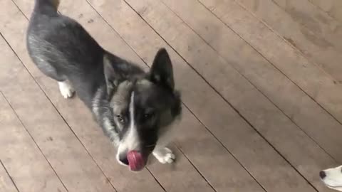 La alimentacion e higiene del husky siberiano