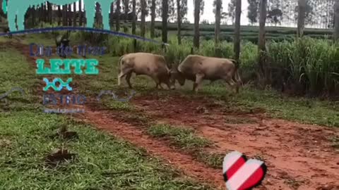good fight of wild ox