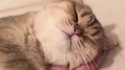 Cute video clips of the cute cat
