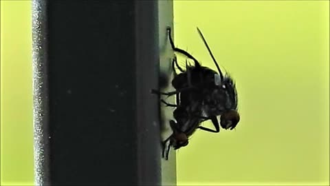 The Fu**!ng Flies Around Here... LITERALLY