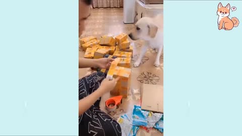 CUTE FUNNY,AMAZING DOG VIDEO